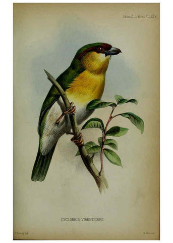 Reproducción/Reproduction 6005665387: Proceedings of the Zoological Society of London. 1860. London :Academic Press, [etc.],1833-1965