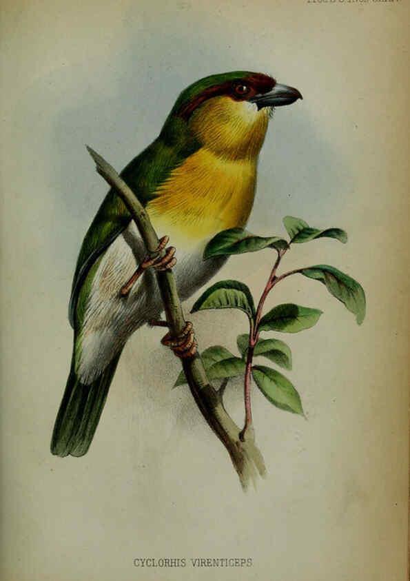 Reproducción/Reproduction 6005665387: Proceedings of the Zoological Society of London. 1860. London :Academic Press, [etc.],1833-1965