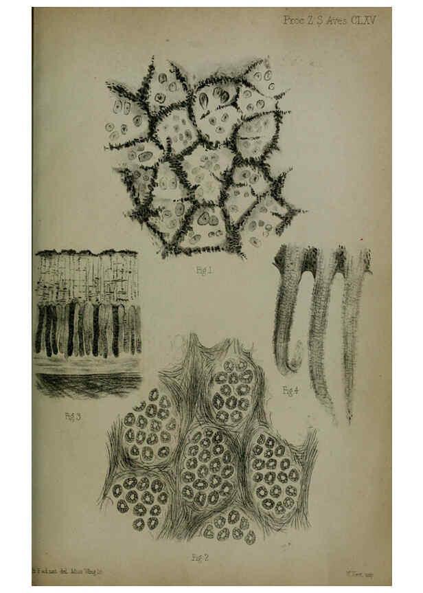 Reproducción/Reproduction 6006209558: Proceedings of the Zoological Society of London. 1860. London :Academic Press, [etc.],1833-1965