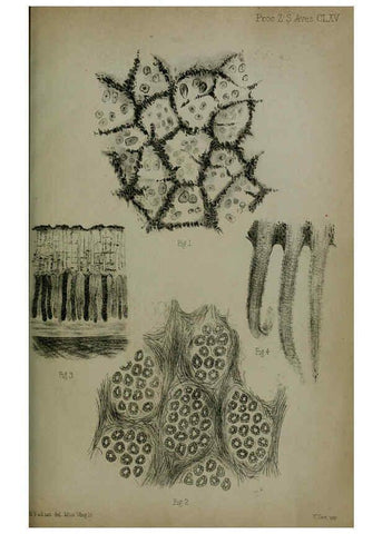 Reproducción/Reproduction 6006209558: Proceedings of the Zoological Society of London. 1860. London :Academic Press, [etc.],1833-1965