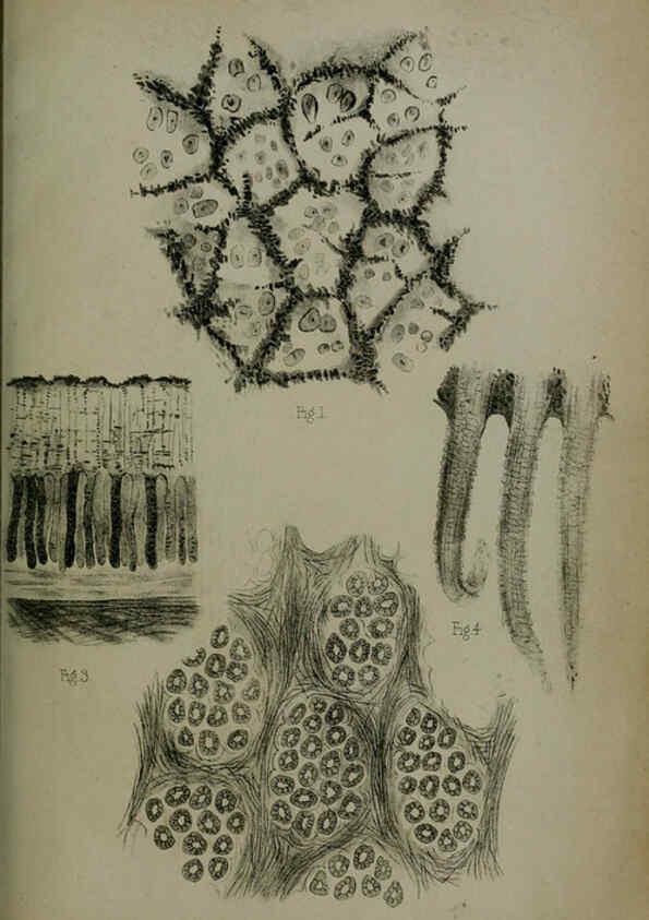 Reproducción/Reproduction 6006209558: Proceedings of the Zoological Society of London. 1860. London :Academic Press, [etc.],1833-1965