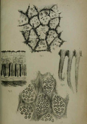 Reproducción/Reproduction 6006209558: Proceedings of the Zoological Society of London. 1860. London :Academic Press, [etc.],1833-1965