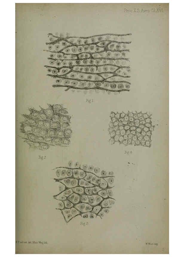Reproducción/Reproduction 6006209922: Proceedings of the Zoological Society of London. 1860. London :Academic Press, [etc.],1833-1965