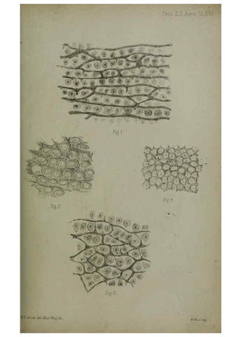 Reproducción/Reproduction 6006209922: Proceedings of the Zoological Society of London. 1860. London :Academic Press, [etc.],1833-1965