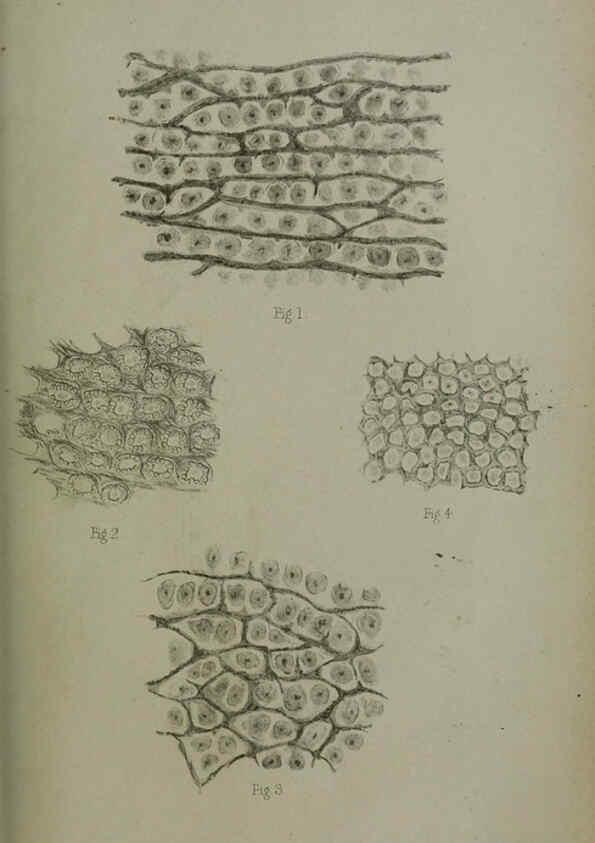 Reproducción/Reproduction 6006209922: Proceedings of the Zoological Society of London. 1860. London :Academic Press, [etc.],1833-1965