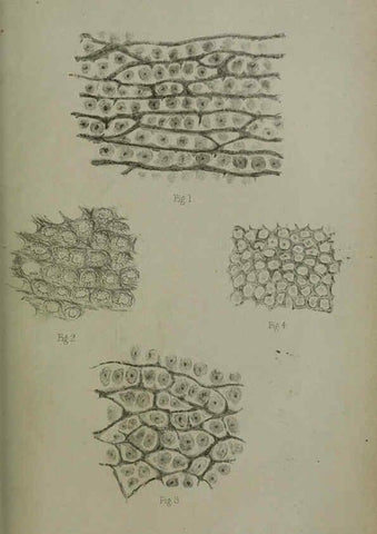 Reproducción/Reproduction 6006209922: Proceedings of the Zoological Society of London. 1860. London :Academic Press, [etc.],1833-1965