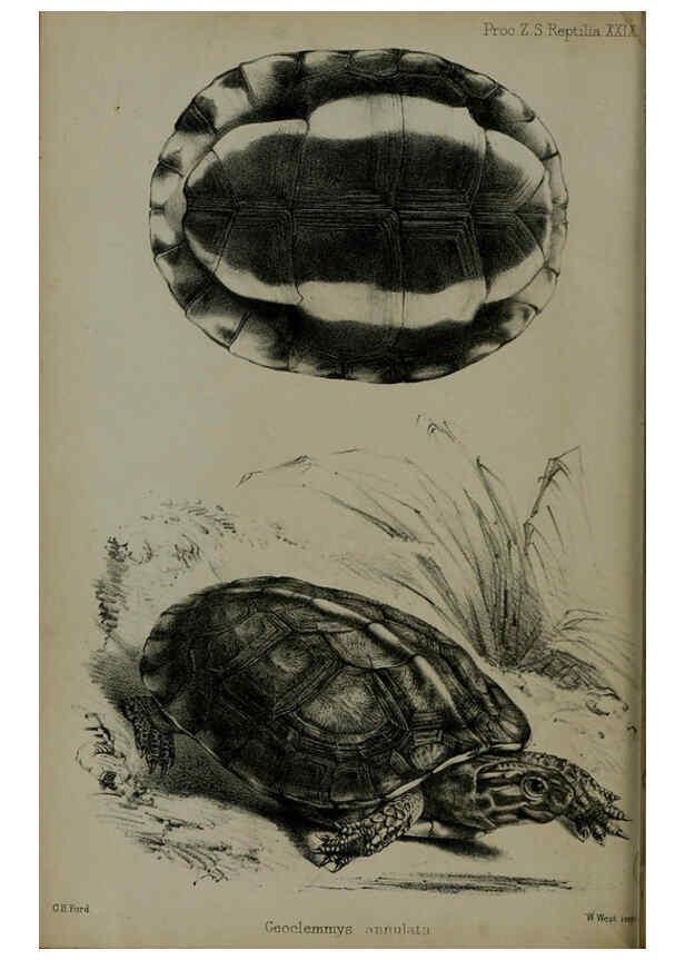 Reproducción/Reproduction 6005663833: Proceedings of the Zoological Society of London. 1860. London :Academic Press, [etc.],1833-1965