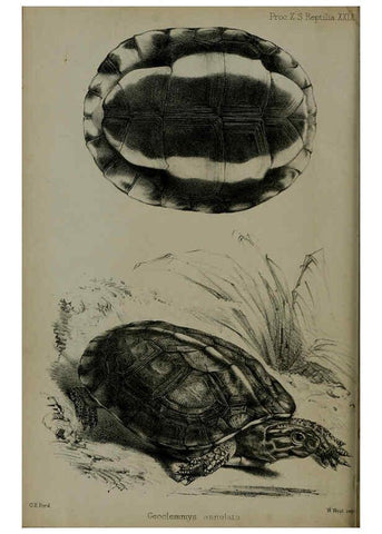 Reproducción/Reproduction 6005663833: Proceedings of the Zoological Society of London. 1860. London :Academic Press, [etc.],1833-1965