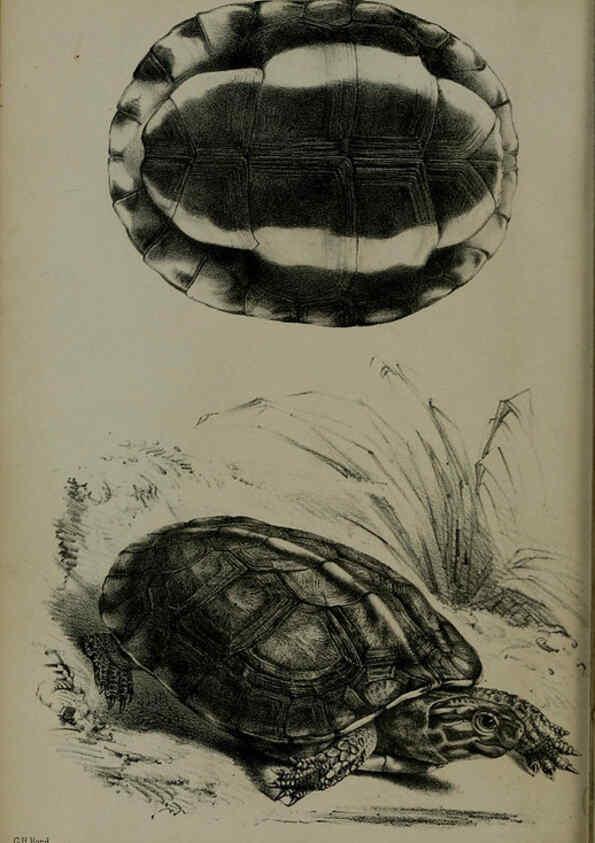 Reproducción/Reproduction 6005663833: Proceedings of the Zoological Society of London. 1860. London :Academic Press, [etc.],1833-1965