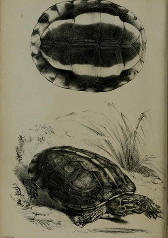 Reproducción/Reproduction 6005663833: Proceedings of the Zoological Society of London. 1860. London :Academic Press, [etc.],1833-1965