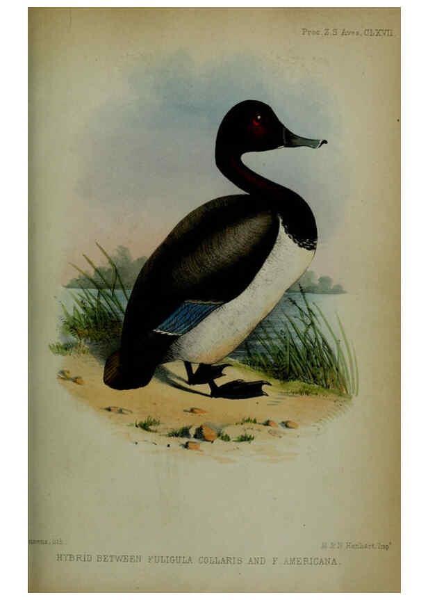 Reproducción/Reproduction 6006210440: Proceedings of the Zoological Society of London. 1860. London :Academic Press, [etc.],1833-1965