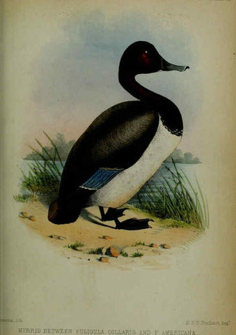 Reproducción/Reproduction 6006210440: Proceedings of the Zoological Society of London. 1860. London :Academic Press, [etc.],1833-1965