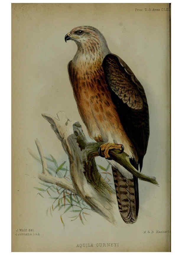 Reproducción/Reproduction 6006211012: Proceedings of the Zoological Society of London. 1860. London :Academic Press, [etc.],1833-1965