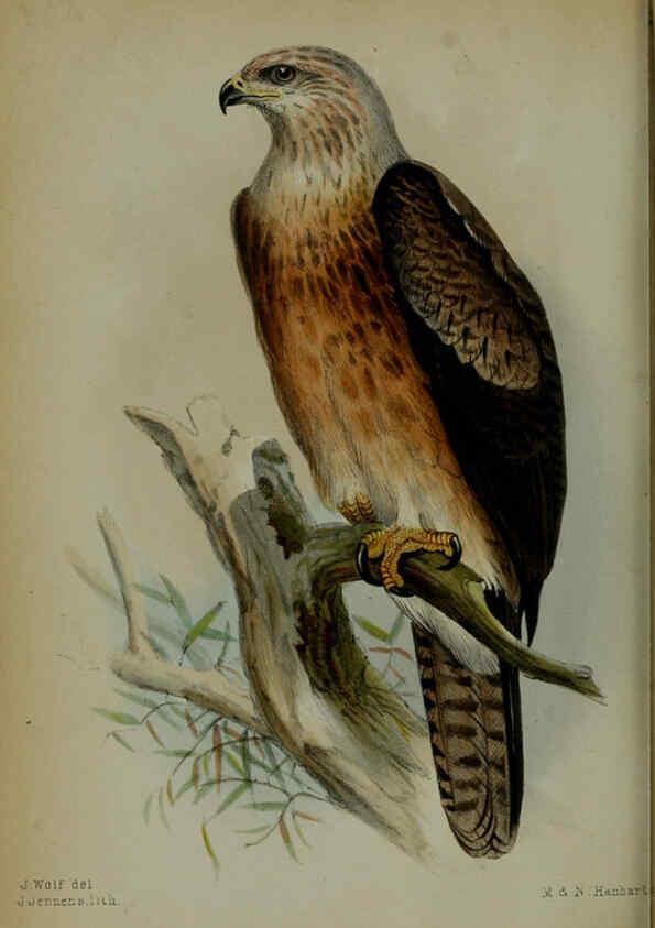 Reproducción/Reproduction 6006211012: Proceedings of the Zoological Society of London. 1860. London :Academic Press, [etc.],1833-1965