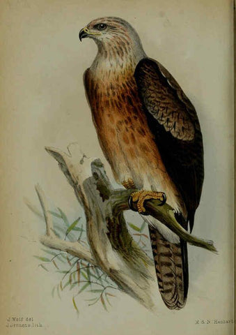 Reproducción/Reproduction 6006211012: Proceedings of the Zoological Society of London. 1860. London :Academic Press, [etc.],1833-1965