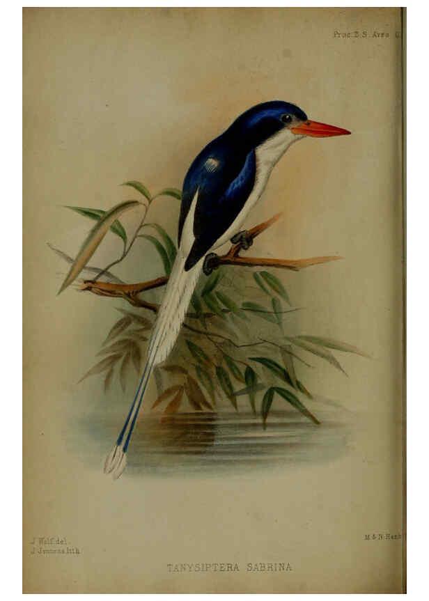 Reproducción/Reproduction 6005667675: Proceedings of the Zoological Society of London. 1860. London :Academic Press, [etc.],1833-1965