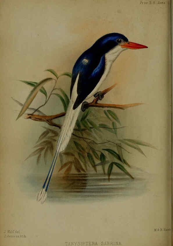 Reproducción/Reproduction 6005667675: Proceedings of the Zoological Society of London. 1860. London :Academic Press, [etc.],1833-1965