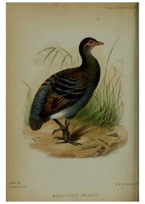 Reproducción/Reproduction 6005667901: Proceedings of the Zoological Society of London. 1860. London :Academic Press, [etc.],1833-1965