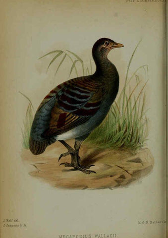Reproducción/Reproduction 6005667901: Proceedings of the Zoological Society of London. 1860. London :Academic Press, [etc.],1833-1965