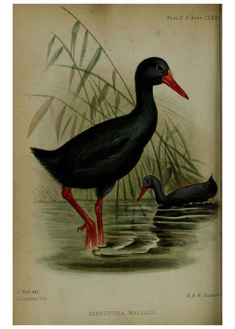 Reproducción/Reproduction 6005668149: Proceedings of the Zoological Society of London. 1860. London :Academic Press, [etc.],1833-1965