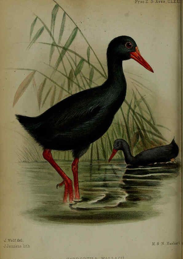 Reproducción/Reproduction 6005668149: Proceedings of the Zoological Society of London. 1860. London :Academic Press, [etc.],1833-1965