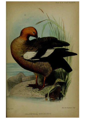 Reproducción/Reproduction 6006212048: Proceedings of the Zoological Society of London. 1860. London :Academic Press, [etc.],1833-1965