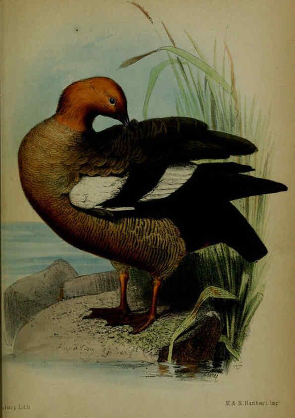 Reproducción/Reproduction 6006212048: Proceedings of the Zoological Society of London. 1860. London :Academic Press, [etc.],1833-1965