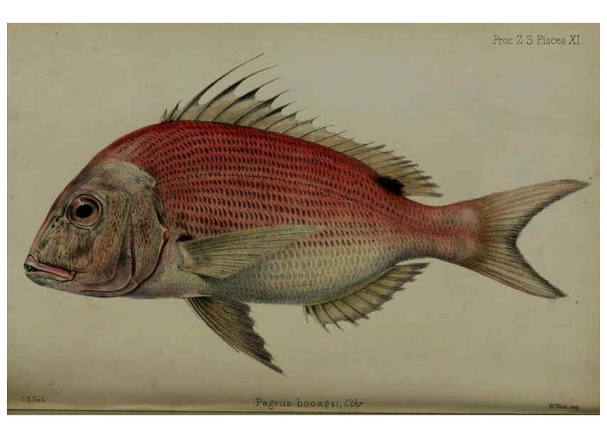 Reproducción/Reproduction 6005668713: Proceedings of the Zoological Society of London. 1860. London :Academic Press, [etc.],1833-1965