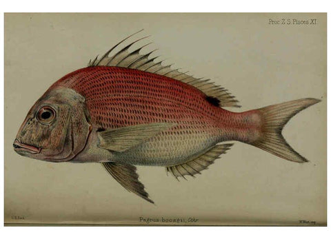Reproducción/Reproduction 6005668713: Proceedings of the Zoological Society of London. 1860. London :Academic Press, [etc.],1833-1965