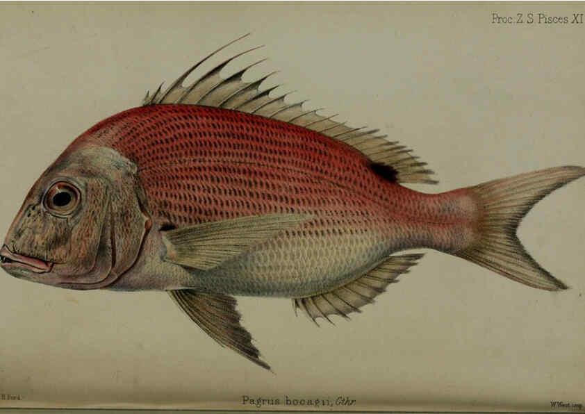 Reproducción/Reproduction 6005668713: Proceedings of the Zoological Society of London. 1860. London :Academic Press, [etc.],1833-1965
