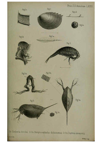 Reproducción/Reproduction 6005669035: Proceedings of the Zoological Society of London. 1860. London :Academic Press, [etc.],1833-1965