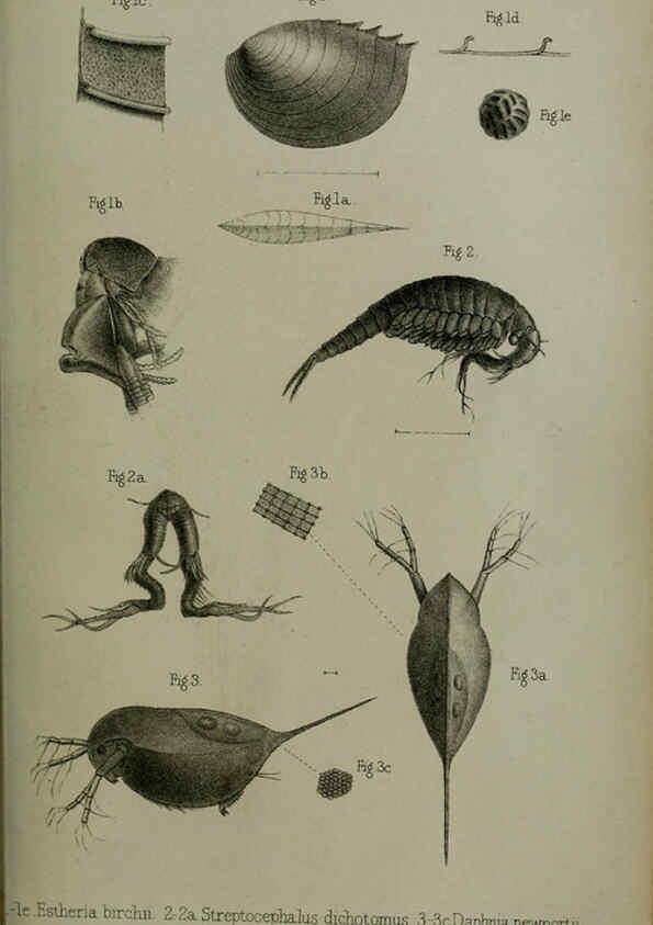 Reproducción/Reproduction 6005669035: Proceedings of the Zoological Society of London. 1860. London :Academic Press, [etc.],1833-1965