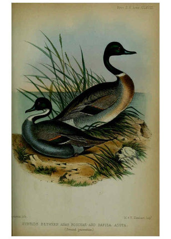 Reproducción/Reproduction 6005667109: Proceedings of the Zoological Society of London. 1860. London :Academic Press, [etc.],1833-1965