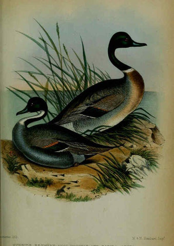 Reproducción/Reproduction 6005667109: Proceedings of the Zoological Society of London. 1860. London :Academic Press, [etc.],1833-1965