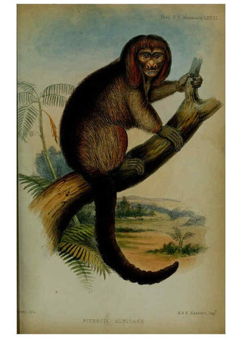 Reproducción/Reproduction 6006207166: Proceedings of the Zoological Society of London. 1860. London :Academic Press, [etc.],1833-1965