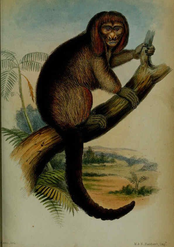 Reproducción/Reproduction 6006207166: Proceedings of the Zoological Society of London. 1860. London :Academic Press, [etc.],1833-1965