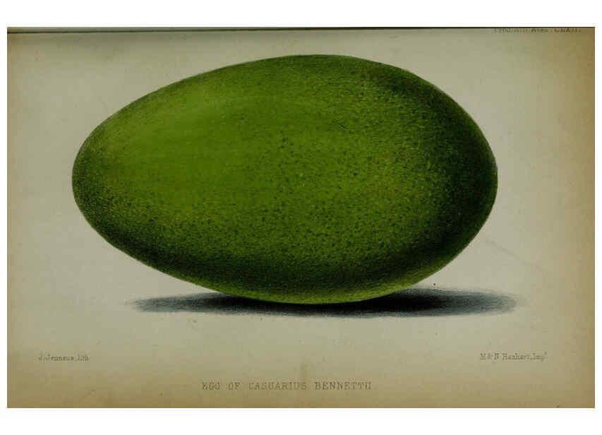 Reproducción/Reproduction 6005663155: Proceedings of the Zoological Society of London. 1860. London :Academic Press, [etc.],1833-1965
