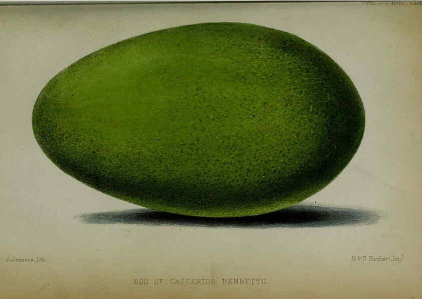 Reproducción/Reproduction 6005663155: Proceedings of the Zoological Society of London. 1860. London :Academic Press, [etc.],1833-1965