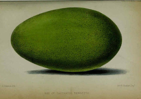 Reproducción/Reproduction 6005663155: Proceedings of the Zoological Society of London. 1860. London :Academic Press, [etc.],1833-1965