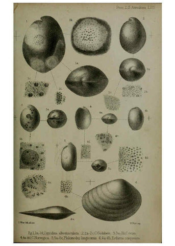 Reproducción/Reproduction 6006206540: Proceedings of the Zoological Society of London. 1860. London :Academic Press, [etc.],1833-1965