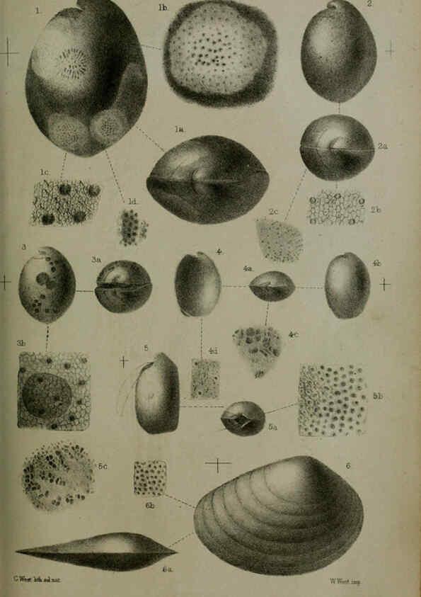 Reproducción/Reproduction 6006206540: Proceedings of the Zoological Society of London. 1860. London :Academic Press, [etc.],1833-1965