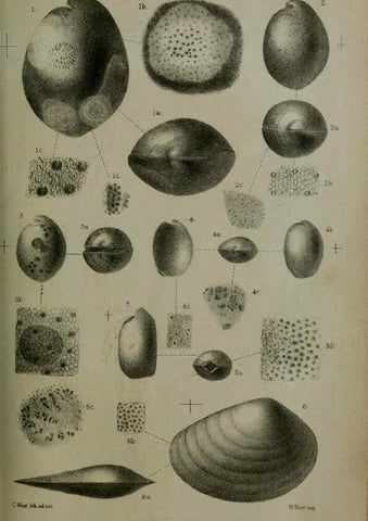 Reproducción/Reproduction 6006206540: Proceedings of the Zoological Society of London. 1860. London :Academic Press, [etc.],1833-1965