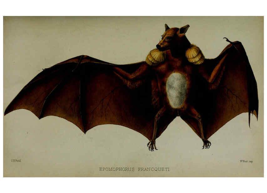 Reproducción/Reproduction 6005657405: Proceedings of the Zoological Society of London. 1860. London :Academic Press, [etc.],1833-1965