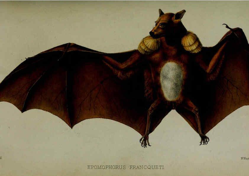 Reproducción/Reproduction 6005657405: Proceedings of the Zoological Society of London. 1860. London :Academic Press, [etc.],1833-1965