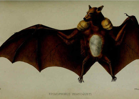 Reproducción/Reproduction 6005657405: Proceedings of the Zoological Society of London. 1860. London :Academic Press, [etc.],1833-1965