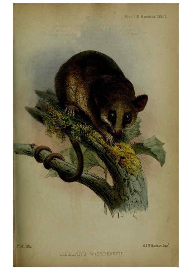 Reproducción/Reproduction 6005657891: Proceedings of the Zoological Society of London. 1860. London :Academic Press, [etc.],1833-1965