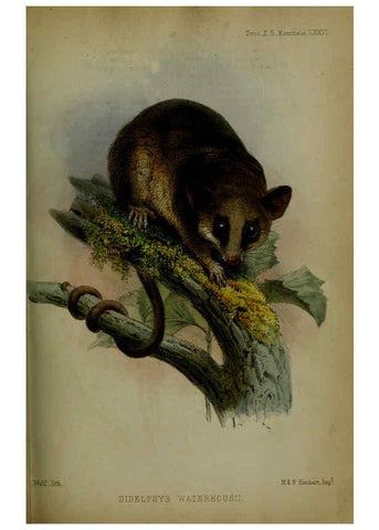 Reproducción/Reproduction 6005657891: Proceedings of the Zoological Society of London. 1860. London :Academic Press, [etc.],1833-1965