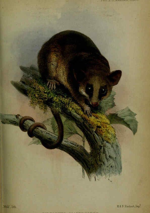 Reproducción/Reproduction 6005657891: Proceedings of the Zoological Society of London. 1860. London :Academic Press, [etc.],1833-1965