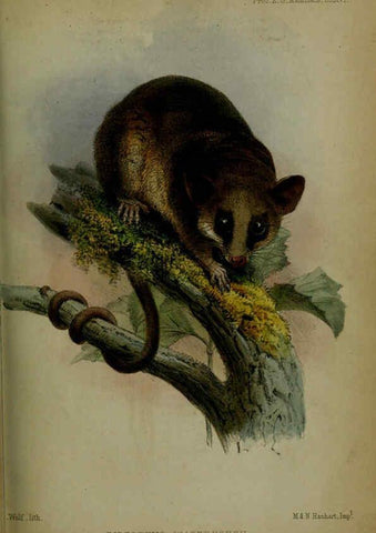 Reproducción/Reproduction 6005657891: Proceedings of the Zoological Society of London. 1860. London :Academic Press, [etc.],1833-1965