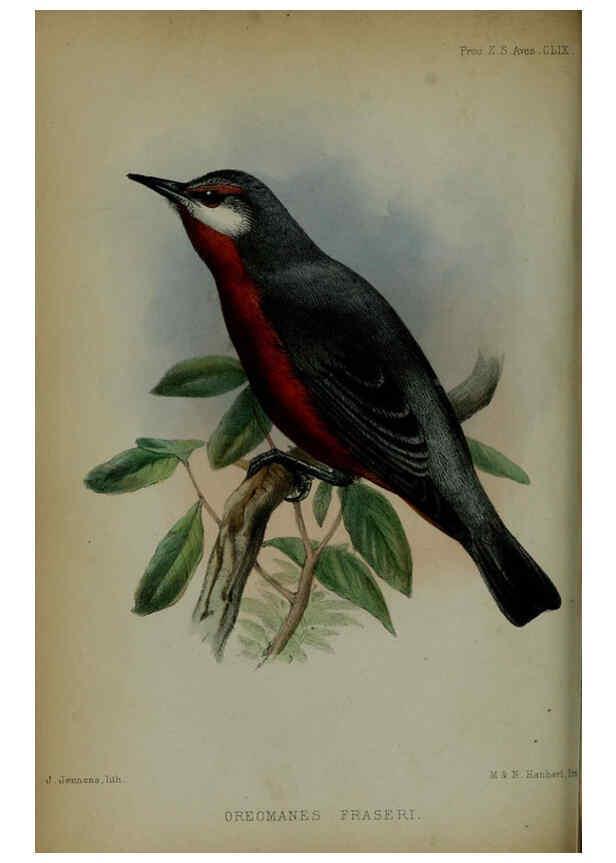 Reproducción/Reproduction 6005658143: Proceedings of the Zoological Society of London. 1860. London :Academic Press, [etc.],1833-1965